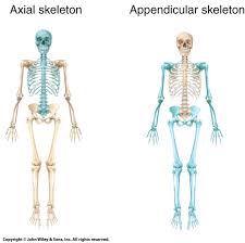 Appendicular Vs Axial Skeleton Google Search Axial Skeleton Best Workout For Women Physical Fitness