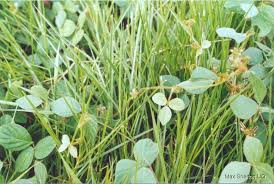 Image result for Calopogonium mucunoides