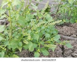 Image result for Basilicum polystachyon