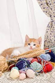 Wo ist die katze?2 not a knitted kitten but pretty darn cute. Knitting Kitten Stock Photo Image Of Cute Adorable Funny 8645624