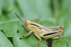 Grasshoppers are a group of insects belonging to the suborder caelifera. 10 Different Types Of Grasshoppers Home Stratosphere