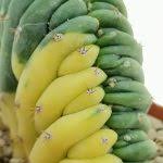 Image result for Pyrenacantha kirkii