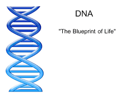 Learn vocabulary terms and more with flashcards gam. Dna The Blueprint Of Life Ppt Video Online Download