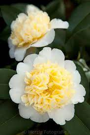 Photo Camellia Jury S Yellow Kamelie By Tina Horst Herzig Photography Fiori Rari Fiori Piantare Fiori