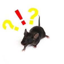 Stay away rodents—and come back never! Fresh Cab Rodent Repellent Reviews Why It Doesn T Work When Not To Use It And Other Common Issues Pests Off