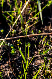 Image result for Drimia calcarata