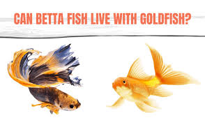 Below is a list of fish that can live with bettas but before we get. Can Betta Fish Live With Goldfish Betta Fish Care Articles