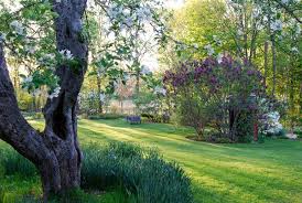 Find images of lilac tree. How And When To Prune In Your Garden The New York Times