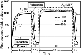 Click add below & send enquiry. Frrf Kinetic Transients Elicited Upon 450 Nm Excitation Of Rba Download Scientific Diagram