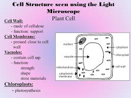 Maybe you would like to learn more about one of these? Cell Structure Chpt 7 Microscopes Simple Microscope Uses Single Lens Max Magnification X400 Uses Light Compound Microscope Microscope Used In Our Labs Ppt Download