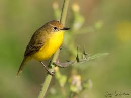 Image result for Nidorella pinnata