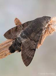 Maybe you would like to learn more about one of these? Esfinge Colibri Macroglossum Stellatarum Una Mariposa Que Parece Un Pequeno Pajaro