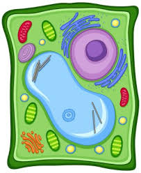 We did not find results for: Plant Cell Diagram Free Vector Eps Cdr Ai Svg Vector Illustration Graphic Art