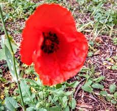 Maybe you would like to learn more about one of these? Die Wildblumen Auf Den Feldern Und In Den Waldern Mallorcas Mallorca