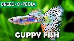 How To Save A Dying Betta Youtube