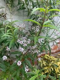 Image result for Aloysia citrodora
