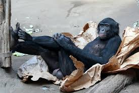 Bonobo music is a member of vimeo, the home for high quality videos and the people who love them. The Pygmy Chimpanzee Is Waiting For You At Zoo Leipzig