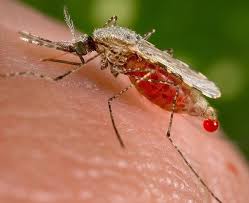 In humans, this includes head lice, scabies, river blindness (onchocerciasis), strongyloidiasis, trichuriasis, ascariasis. Wurm Medikament Gegen Malaria Wirkstoff Ivermectin Bekampft Moskitos Und Soll Ubertragungsketten Durchbrechen Scinexx De