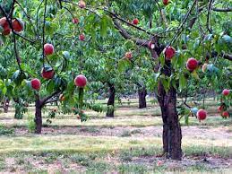Farm & farmstead update.blue dinosaur kale just added. Picking Peaches Flnw Peach Peach Trees Tree Farms