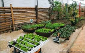 Inspirasi kebun anggur di pekarangan rumah. Bagaimanakah Pemanfaatan Pekarangan Rumah Di Masa Pandemik Covid 19 Iaas Indonesia