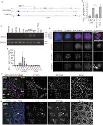 Image result for Meiosperma debile