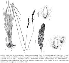 Image result for Eriochrysis