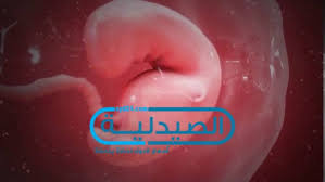 شكل الجنين في الشهر الثالث من الحمل