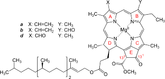 Chlorophyll is a green photosynthetic pigment found in plants, algae, and cyanobacteria. Chlorophyll Organische Chemie Abitur Vorbereitung