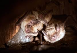 In a majority of the cases we get calls for, the bats end up working their way down the wall to get warm. Bats In Your House When Hiring Help Beware Fly By Night Companies