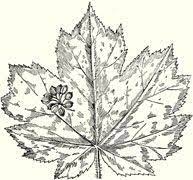 Pin On Devil S Club Lesson