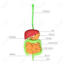 The main function of the lesser omentum is to attach the stomach and duodenum to the liver. Digestive System Diagram Scheme Showing Esophagus Liver Stomach Stock Photo Picture And Royalty Free Image Image 141168839