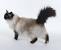 Himalayan Long Hair Balinese Siamese Cat