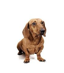 Maybe you would like to learn more about one of these? Breeds Dogs Dachshund Mix Petpremium
