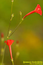 Image result for Ipomoea hederifolia