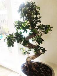 Seit 2 wochen verliert der nun immer mehr und mehr blätter (10 stk. Warum Verliert Der Ficus Bonsai Von Ulrike Blatter