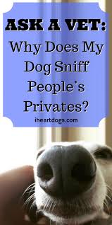 Ask A Vet Why Does My Dog Sniff People S Privates Dogs Ask A Vet Dog Behavior