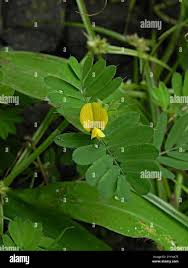 Image result for Smithia erubescens