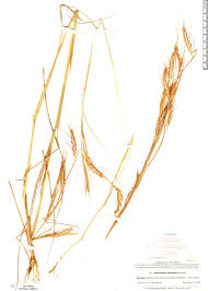 Image result for Andropogon fastigiatus