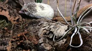 Pin On Hedgehog