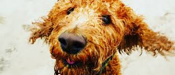 Island bay is a coastal suburb of wellington, the capital of new zealand, situated 5 km south of the city centre. Oak Island Beach Dog Rules Margaret Rudd