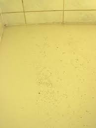 Typically, mold colonies will grow in round patterns. Mold On Ceiling Tiles In Basement The Mold Hound