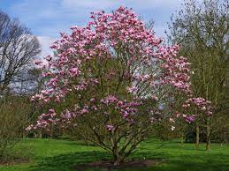 Here S Every Type Of Magnolia Tree That S Out There Magnolia Trees Trees To Plant Flowering Trees