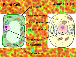 Maybe you would like to learn more about one of these? Cell Membrane Cell Wall Cytoplasm Chloroplast Vacuole Mitochondria Nucleus Plant Cell Animal Cell Ppt Download