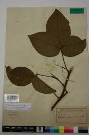 Image result for Ritchiea capparoides