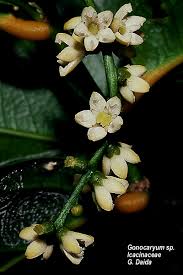 Image result for Icacinaceae