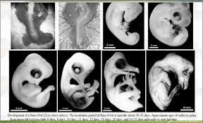 Embryo Chart Growth Fetal Development Chart