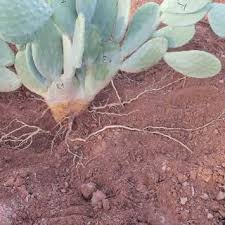 Thats for a prickly pear cactus and its the best way to ensure it doesnt rot, you dont want to put a newly cut plant into water or it will do that. Pdf Cladode Planting Methods Improves The Initial Growth And Production Of Cactus Pear Opuntia Ficus Indica L Mill