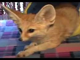Michigan may not seem like the number one place for pets, but it offers more than one may initially think. Exotic Pets Fennec Fox Youtube