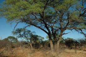 Image result for Acacia burkei