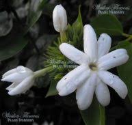 Image result for Jasminum stenolobum